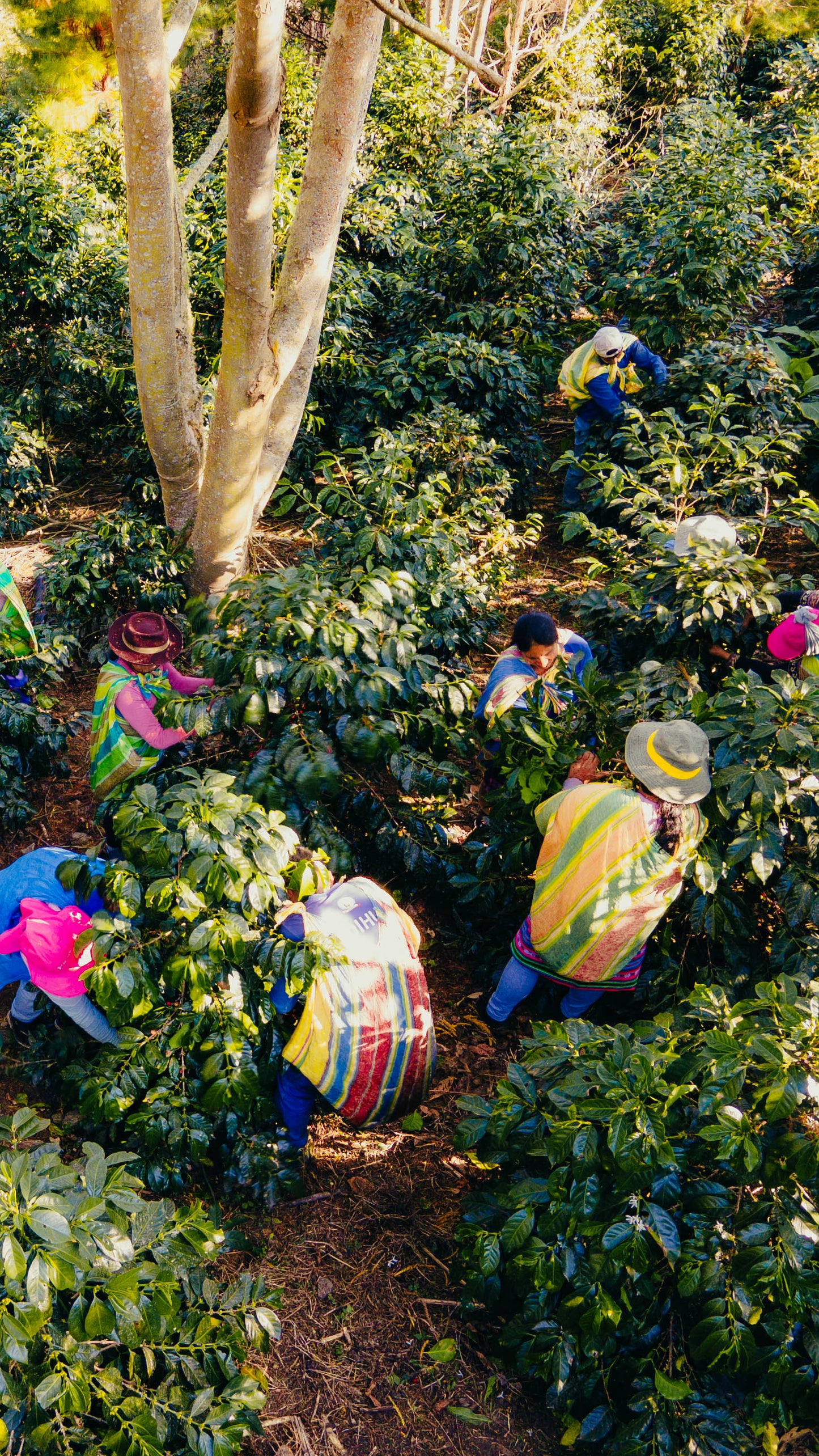 Pérou - Geisha Inka - 150g