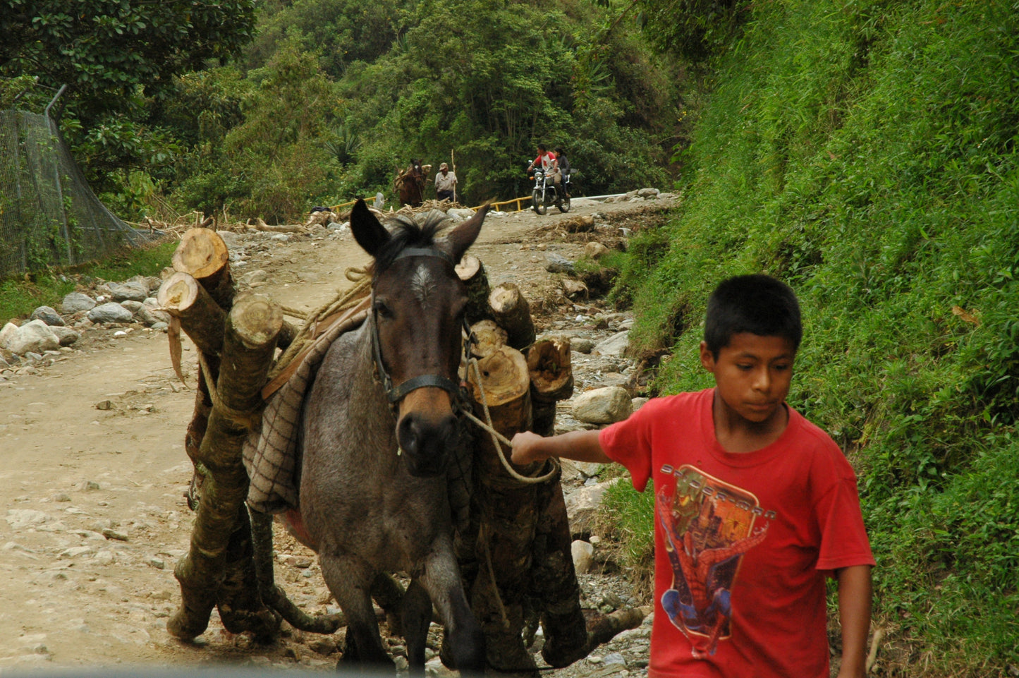 Colombie- Cauca - Espresso