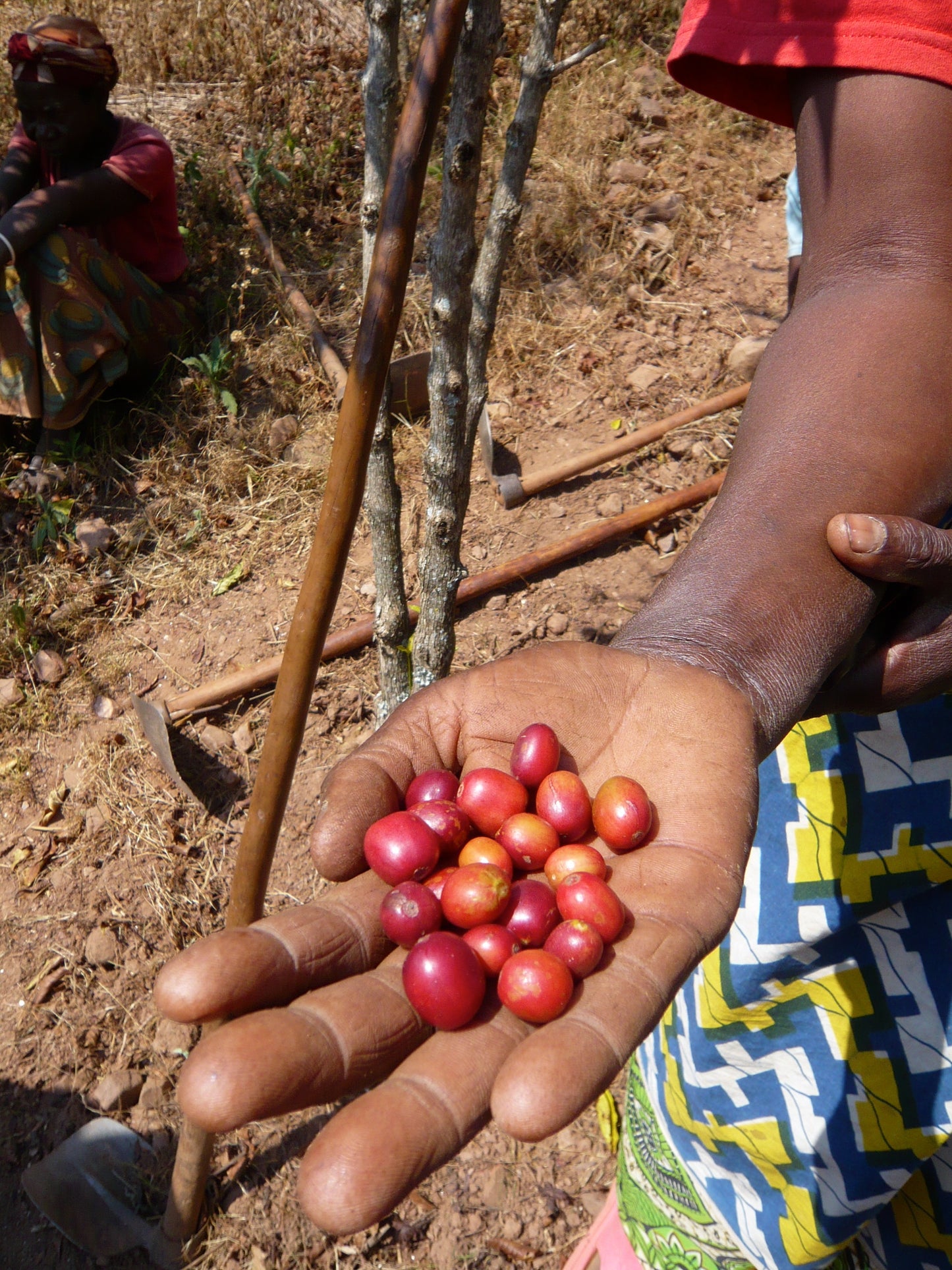 Rwanda - Variété Bourbon Rouge - Nature - Anaerobique