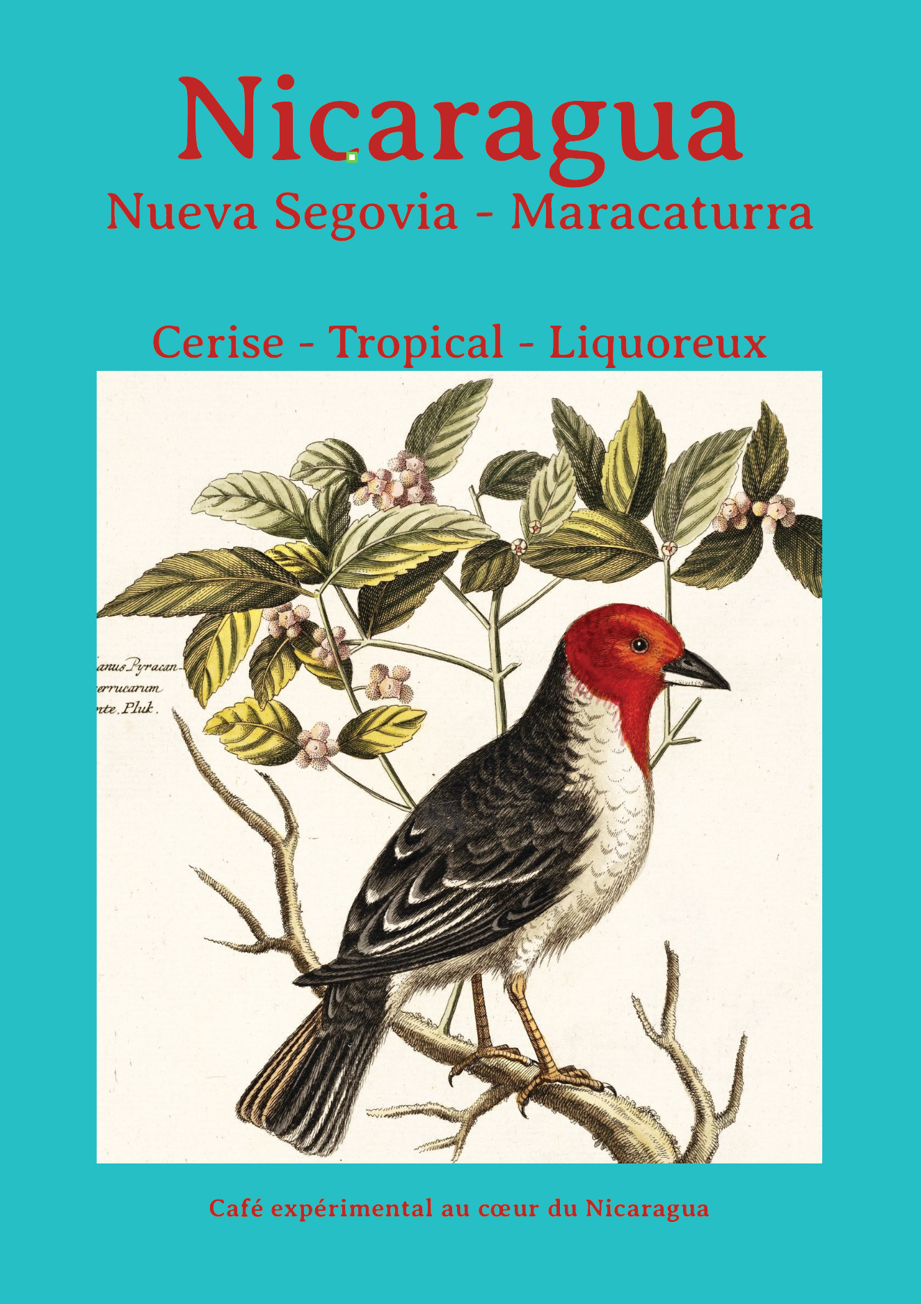 Nicaragua - Maracaturra