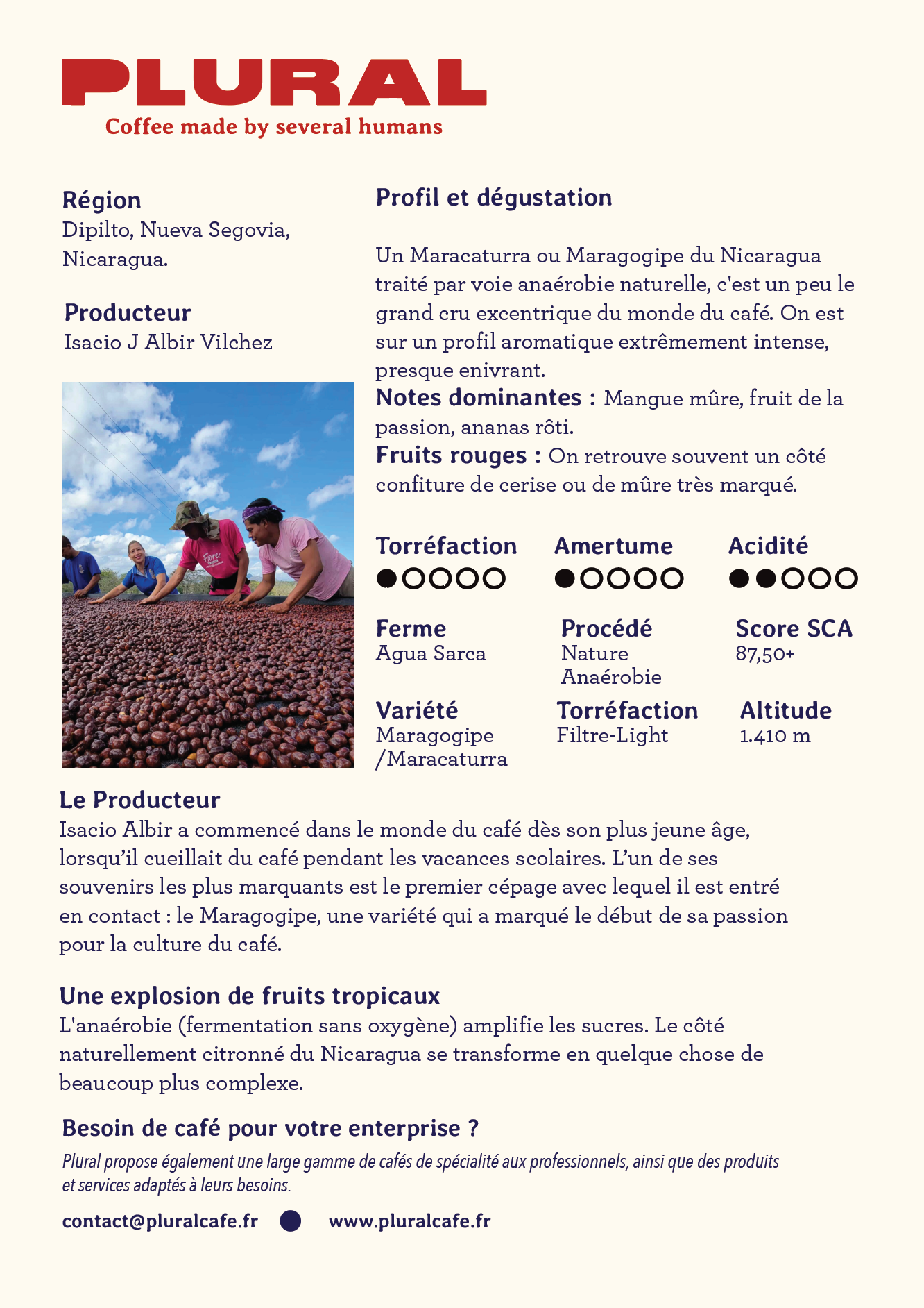 Nicaragua - Maracaturra