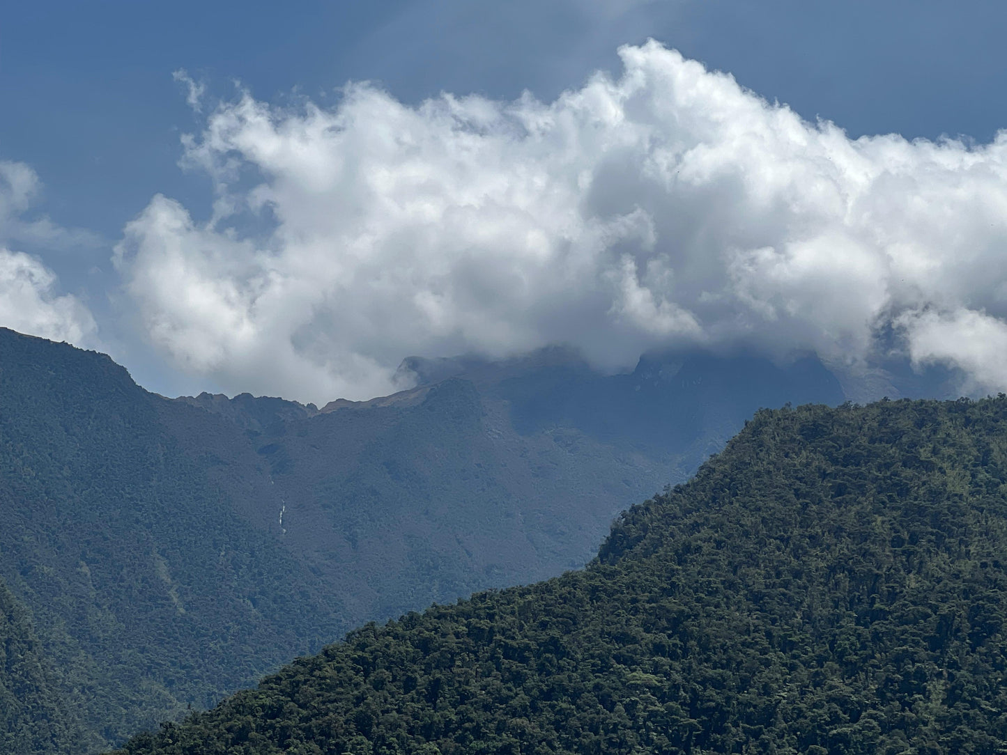 Pérou - Geisha Inka - 150g