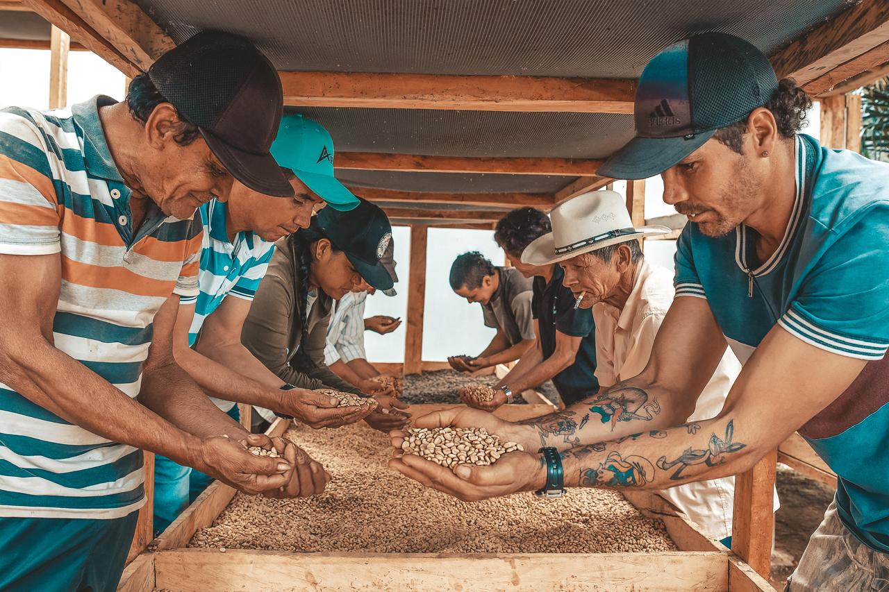 Colombia - La Sierra - Honey