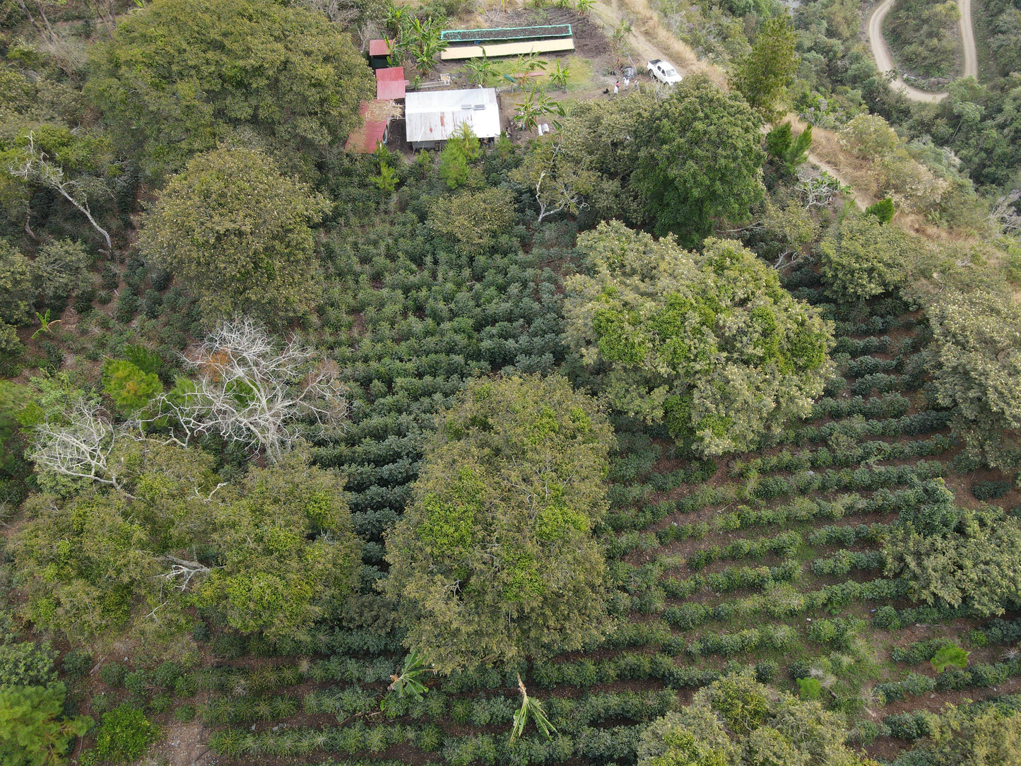 Pérou - Geisha Inka - 150g