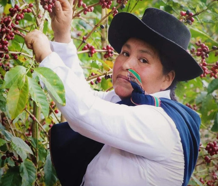 Pérou - Geisha Inka - 150g