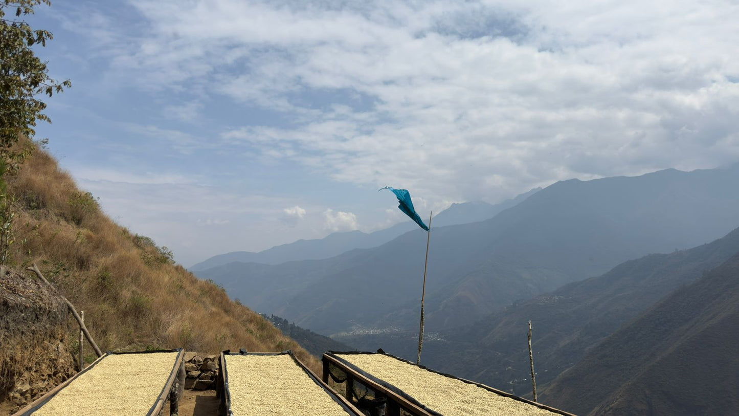 Pérou - Geisha Inka - 150g