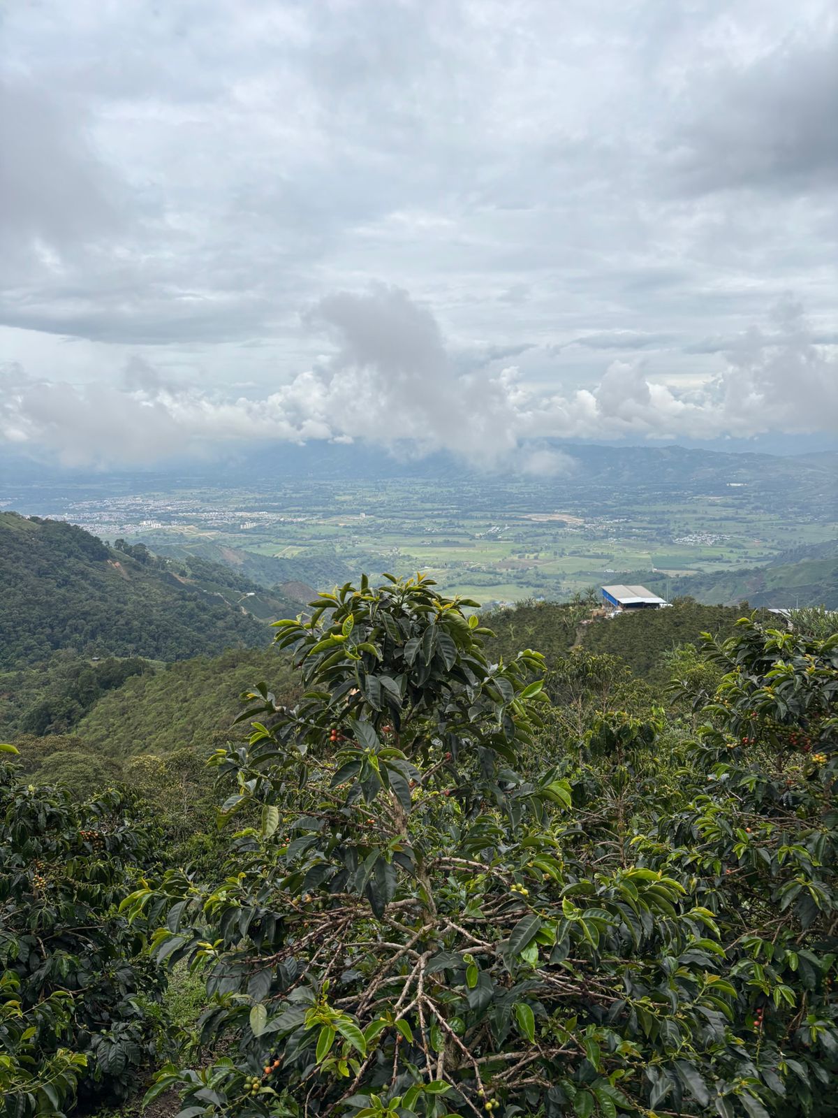 Colombia - Pacamara - Nature - Micro-lot d'exception