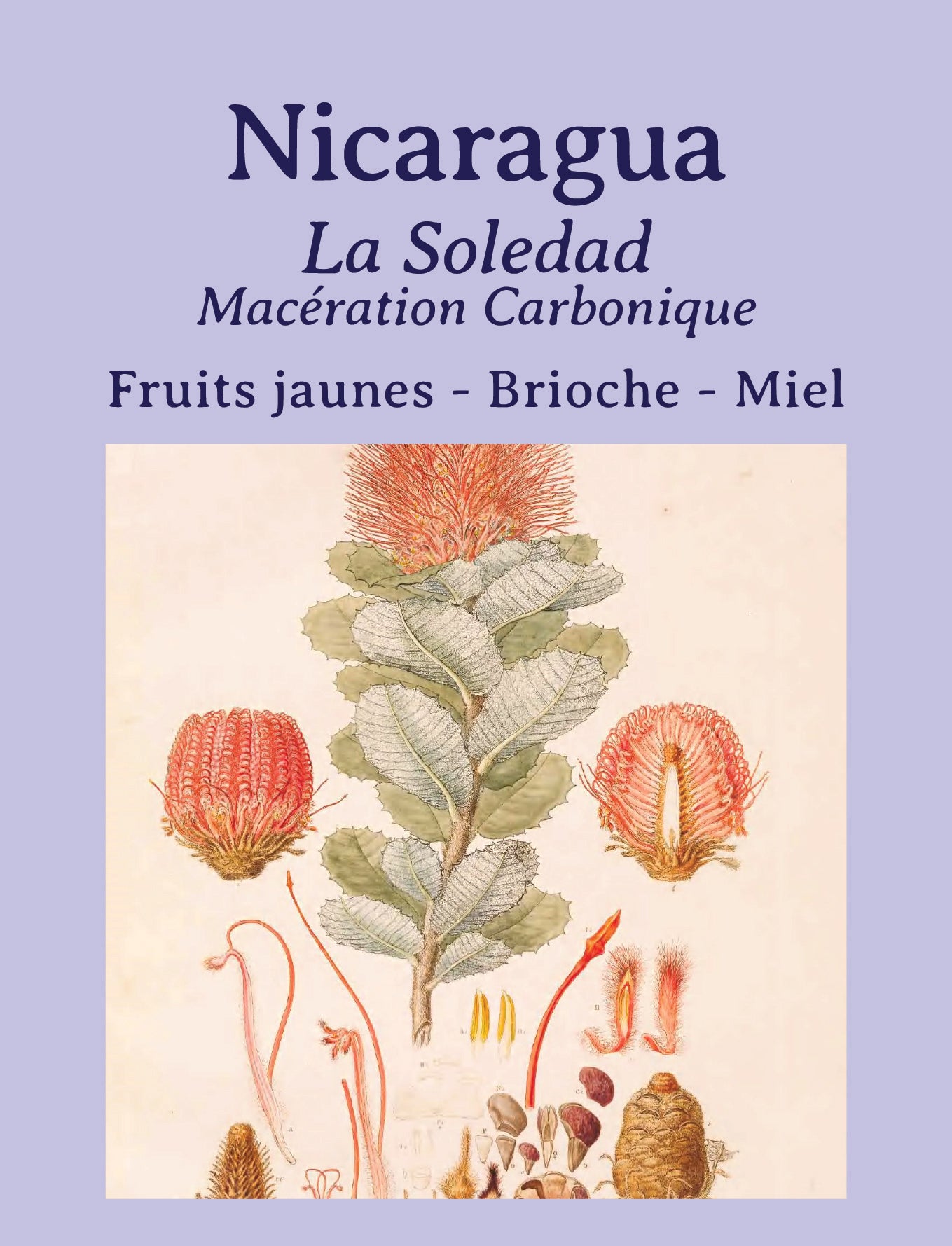 Nicaragua - La Soledad - Maceration Carbonique