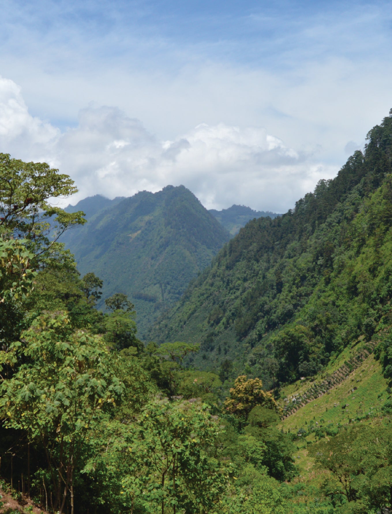 Nicaragua - La Soledad - Maceration Carbonique