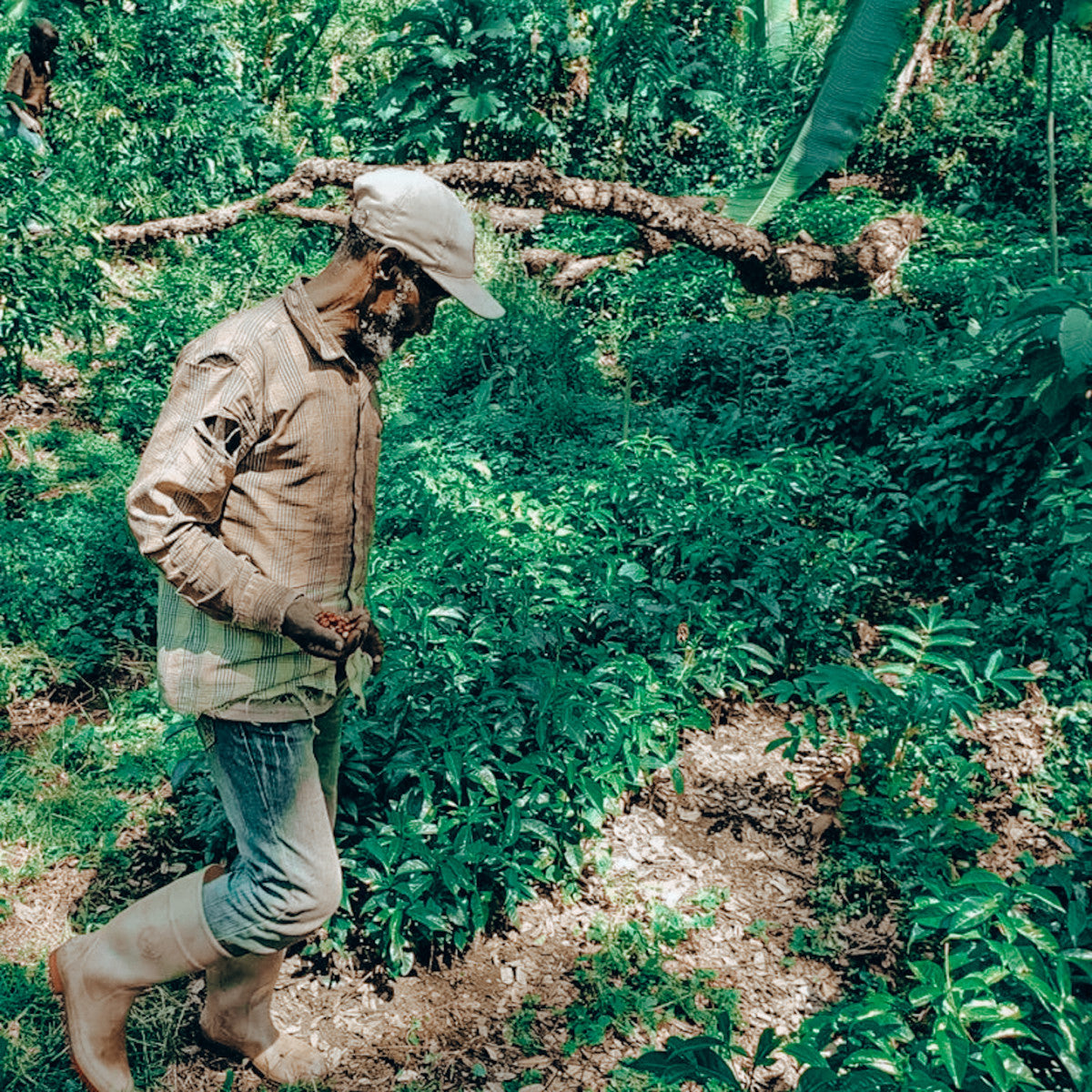 Ethiopie - Bishan Fugu - Guji
