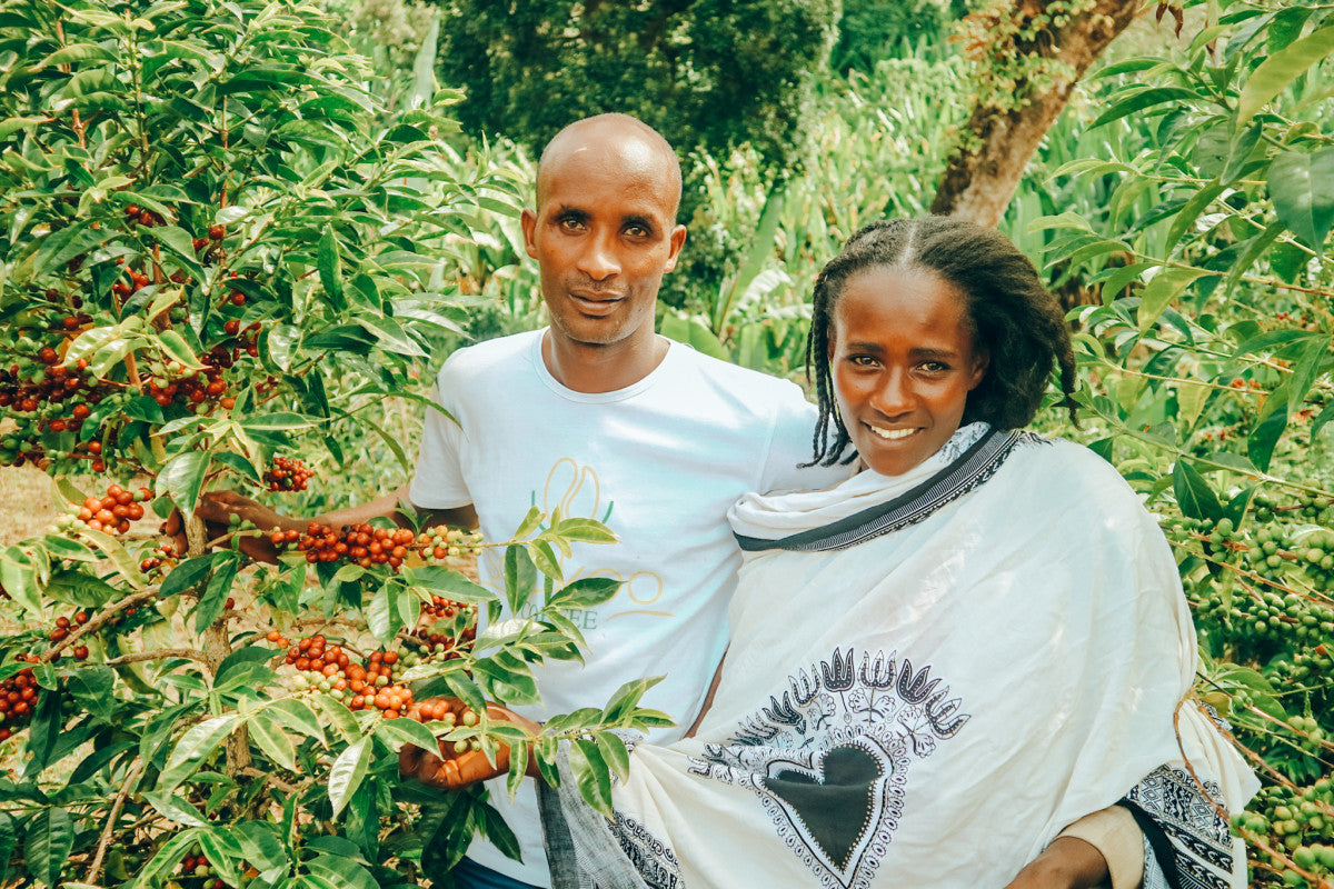 Ethiopie - Bishan Fugu - Guji