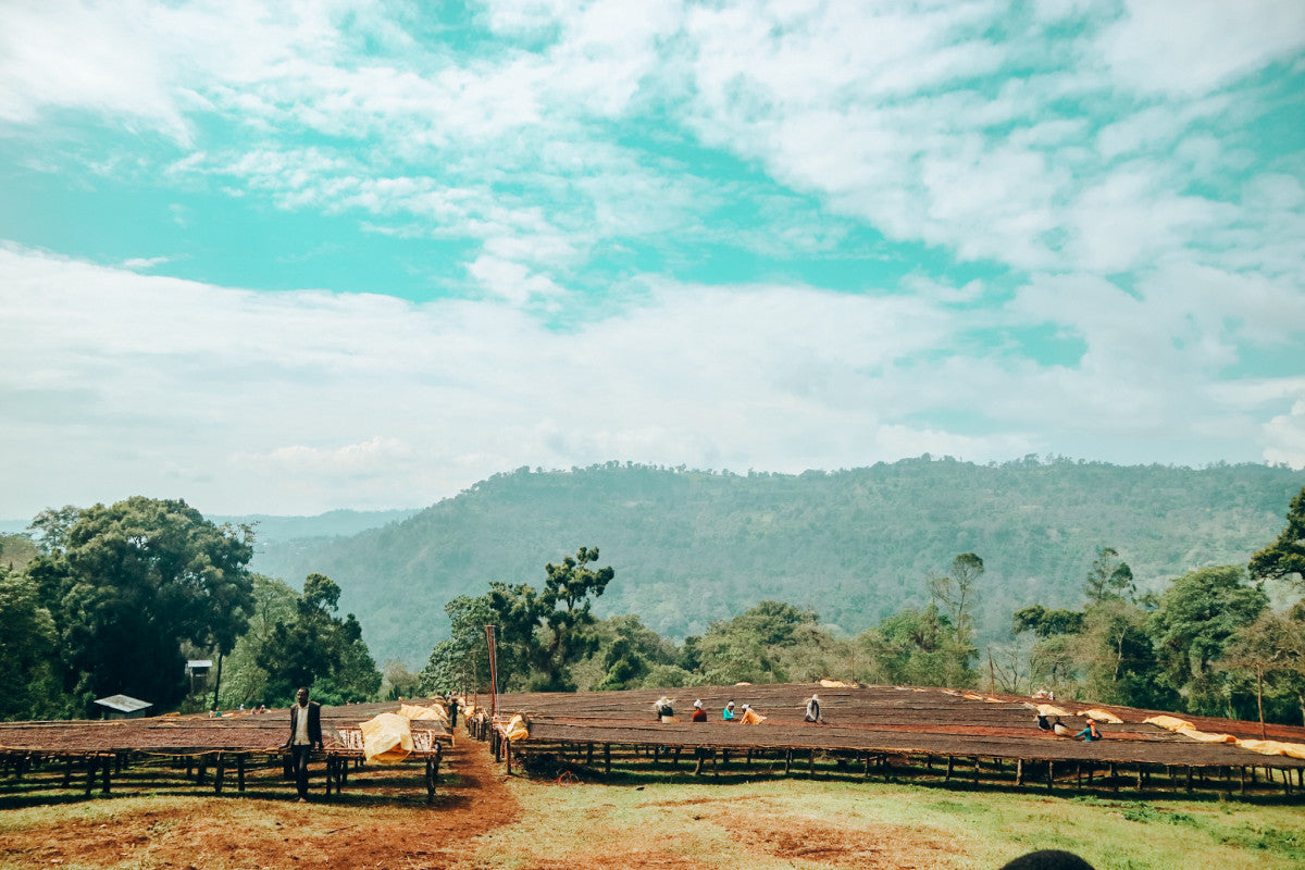 Ethiopie - Bishan Fugu - Guji