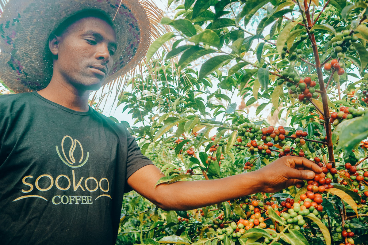 Ethiopie - Bishan Fugu - Guji