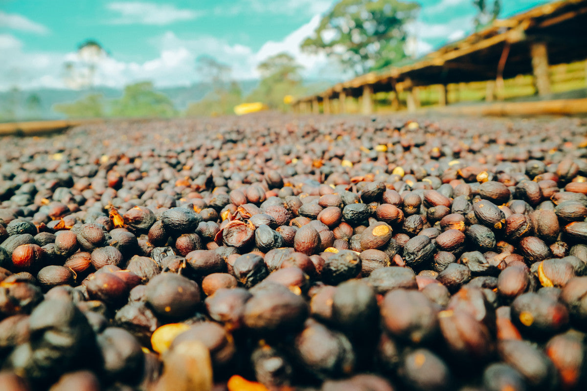 Ethiopie - Bishan Fugu - Guji